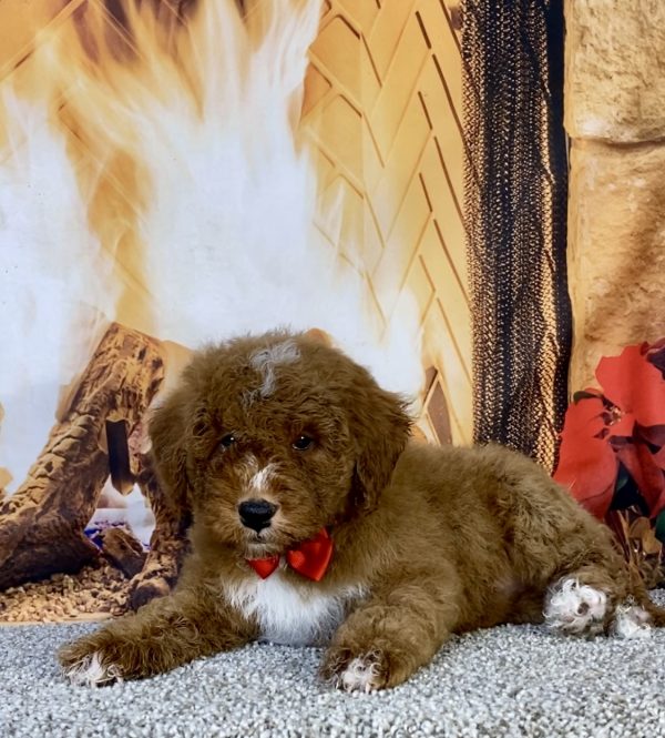 Photo of Mr. Ken the F1B Mini-Bernedoodle puppy