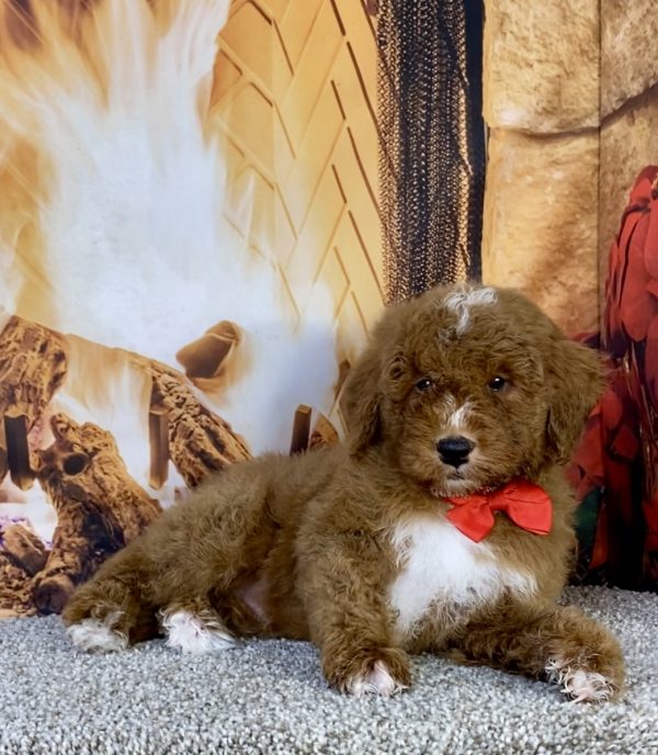 Photo of Mr. Ken the F1B Mini-Bernedoodle puppy