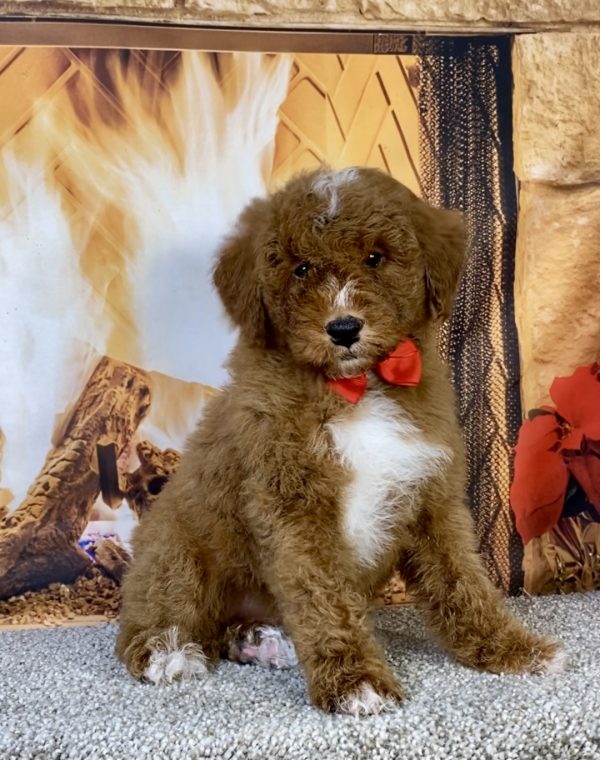 Photo of Mr. Ken the F1B Mini-Bernedoodle puppy