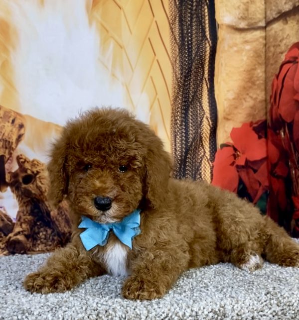 Photo of Mr. Kurt the F1B Mini-Bernedoodle puppy