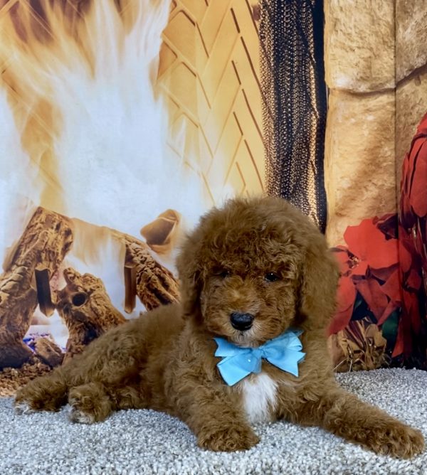 Photo of Mr. Kurt the F1B Mini-Bernedoodle puppy