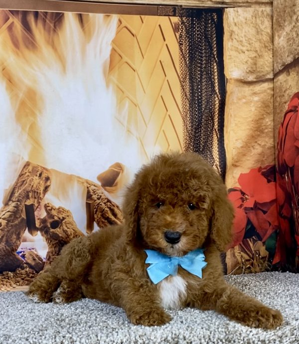 Photo of Mr. Kurt the F1B Mini-Bernedoodle puppy