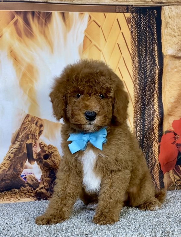 Photo of Mr. Kurt the F1B Mini-Bernedoodle puppy
