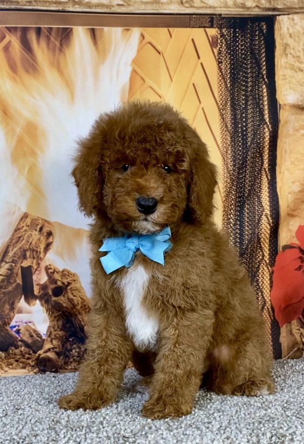 Mr. Kurt the F1B Mini-Bernedoodle puppy