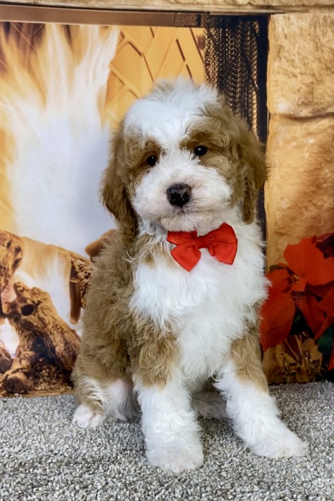 Photo of Mr. Kyle the F1B Mini-Bernedoodle puppy