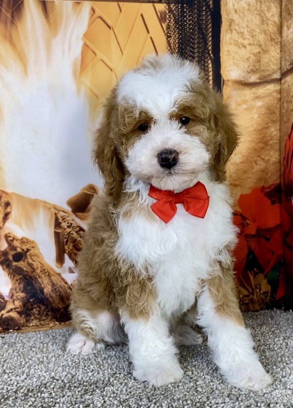 Photo of Mr. Kyle the F1B Mini-Bernedoodle puppy