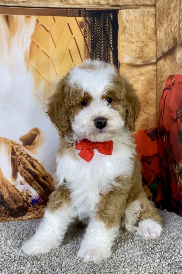 Photo of Mr. Kyle the F1B Mini-Bernedoodle puppy