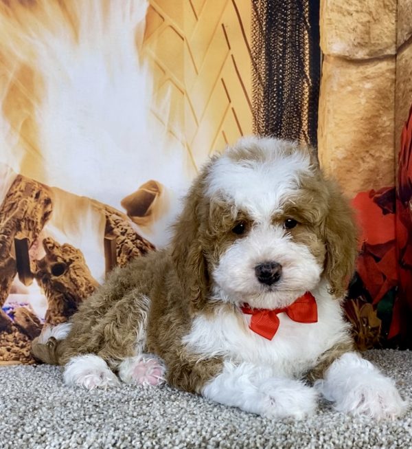 Photo of Mr. Kyle the F1B Mini-Bernedoodle puppy