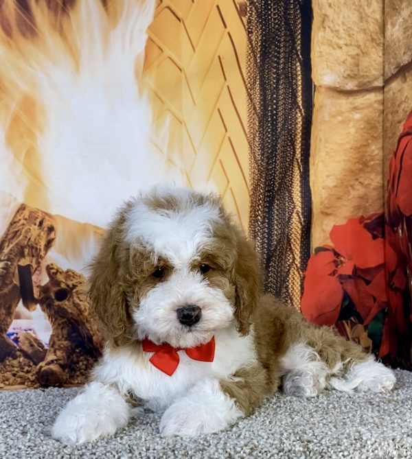 Photo of Mr. Kyle the F1B Mini-Bernedoodle puppy