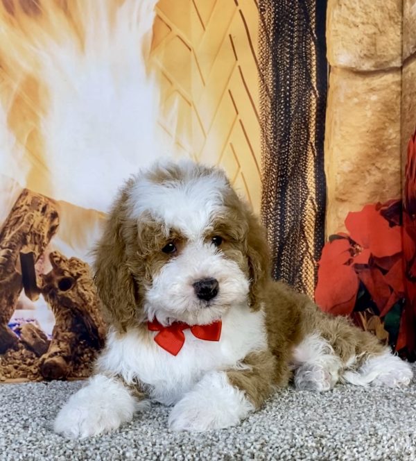 Photo of Mr. Kyle the F1B Mini-Bernedoodle puppy
