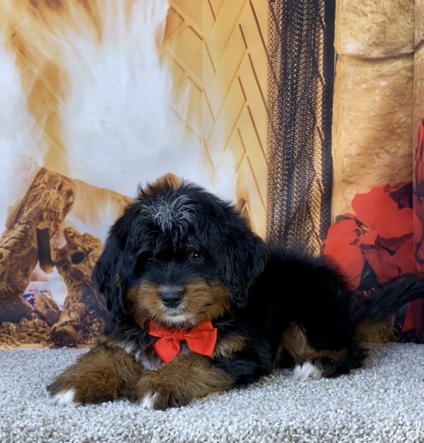 Photo of Mr. Lyle the Mini-Bernedoodle puppy