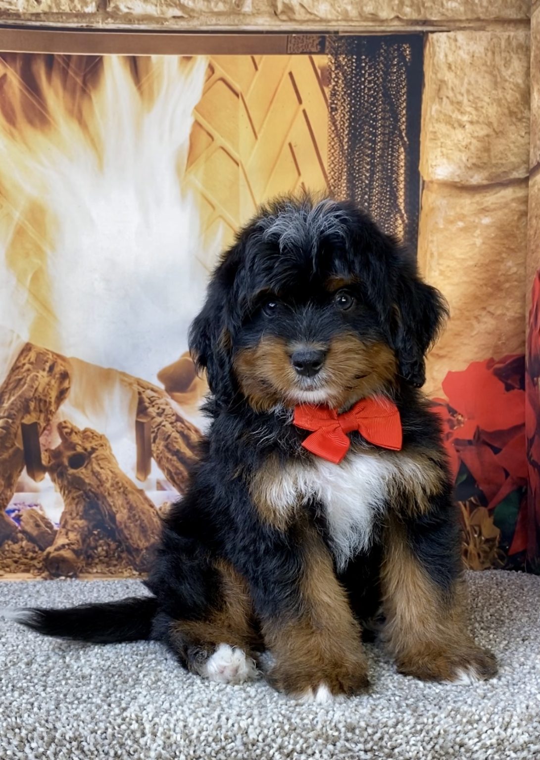 Photo of Mr. Lyle the Mini-Bernedoodle puppy