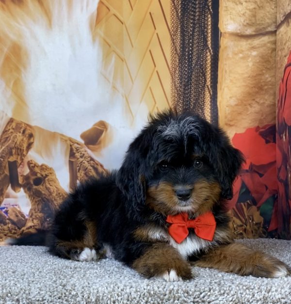 Photo of Mr. Lyle the Mini-Bernedoodle puppy