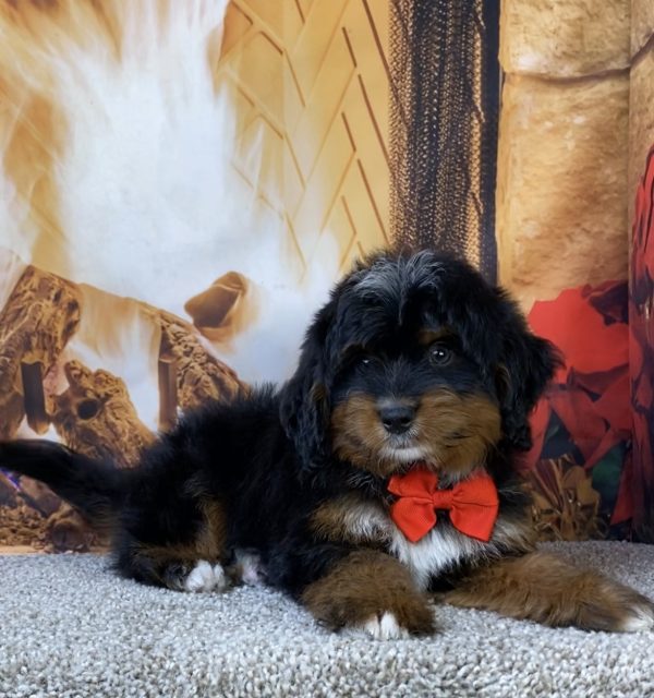 Photo of Mr. Lyle the Mini-Bernedoodle puppy