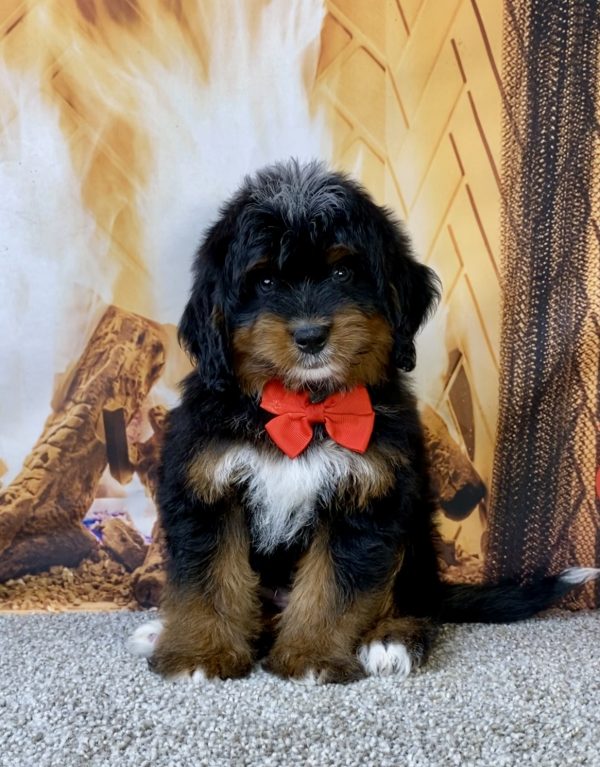 Photo of Mr. Lyle the Mini-Bernedoodle puppy