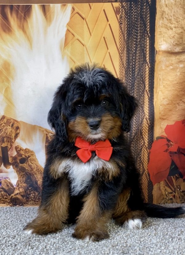 Photo of Mr. Lyle the Mini-Bernedoodle puppy