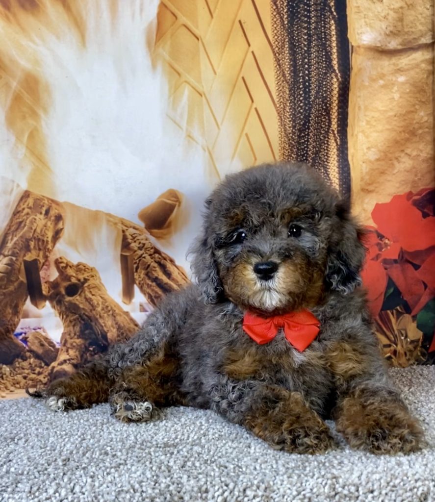 Photo of Mr. Mario the F1B Mini-Bernedoodle puppy