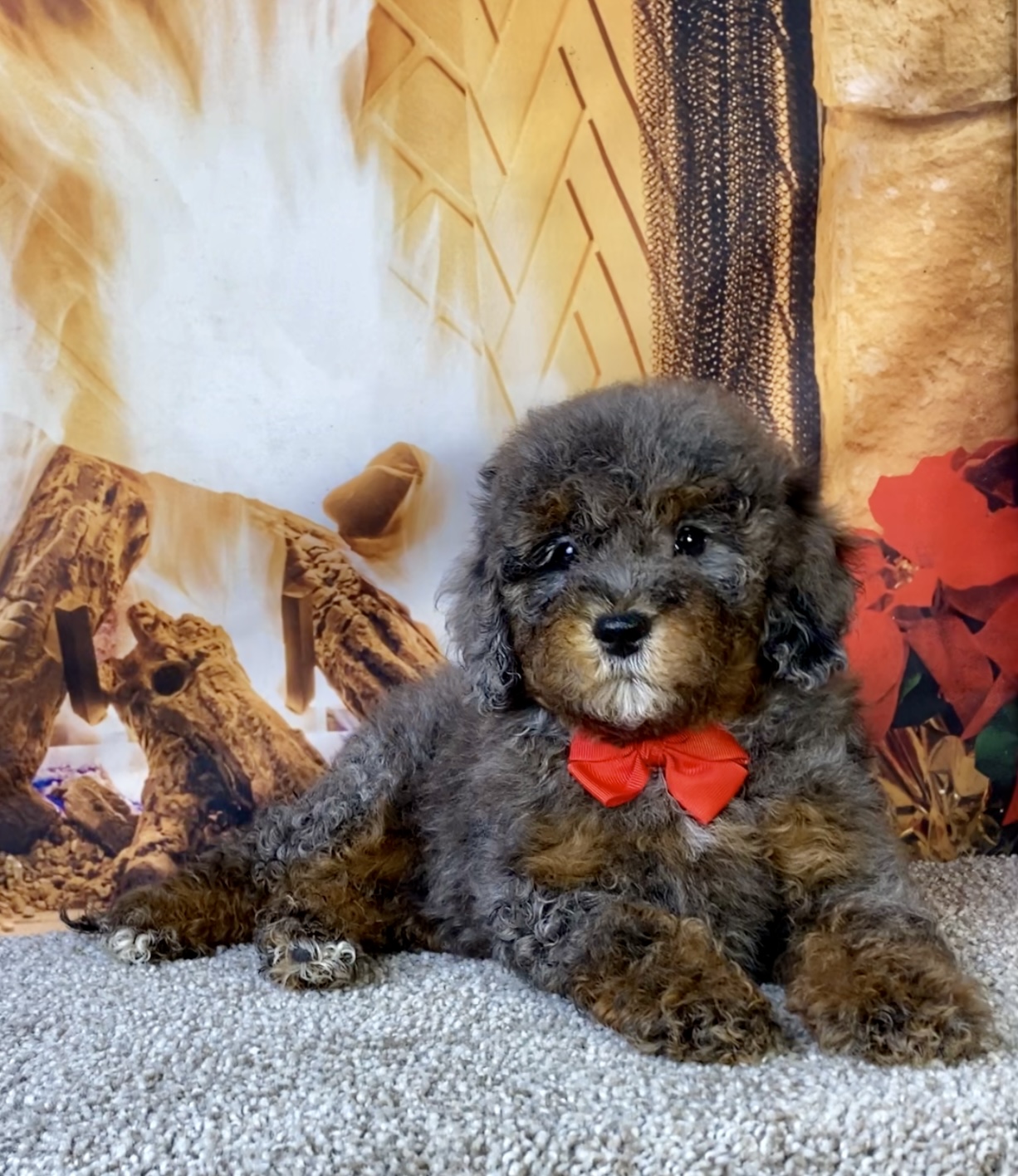 Photo of Mr. Mario the F1B Mini-Bernedoodle puppy