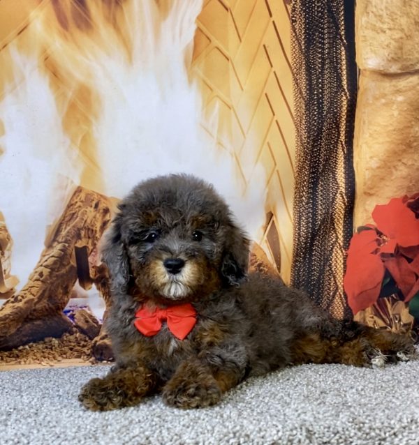 Photo of Mr. Mario the F1B Mini-Bernedoodle puppy