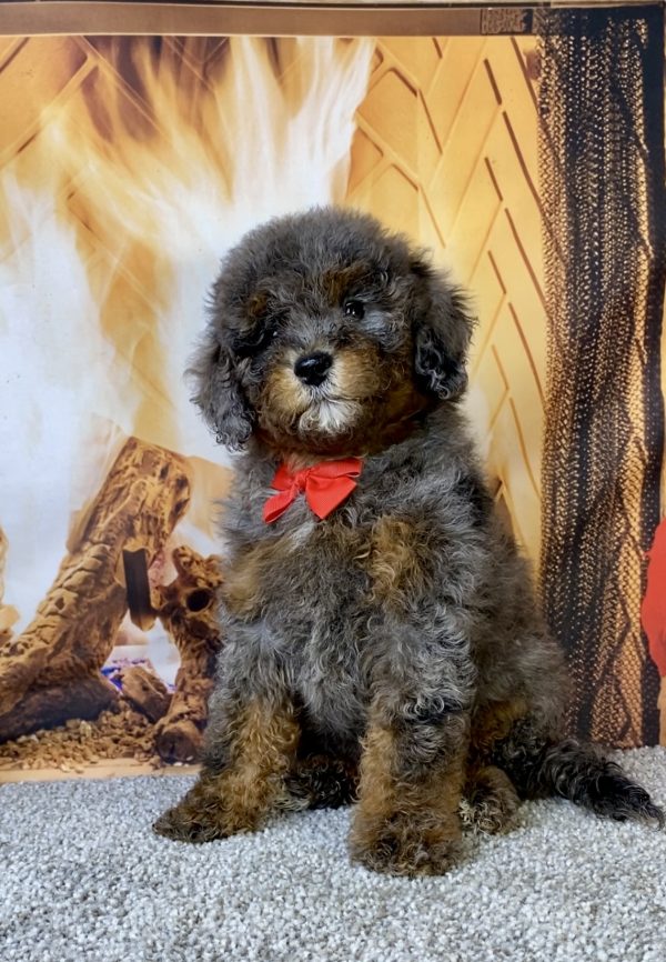 Photo of Mr. Mario the F1B Mini-Bernedoodle puppy