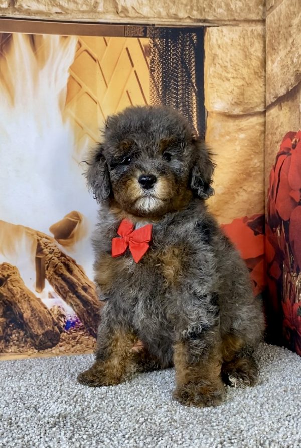 Photo of Mr. Mario the F1B Mini-Bernedoodle puppy