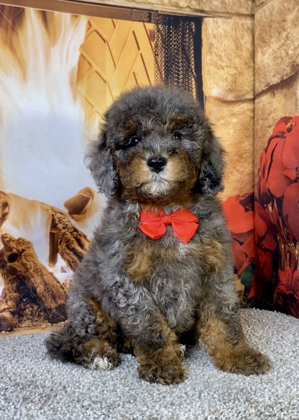 Photo of Mr. Mario the F1B Mini-Bernedoodle puppy