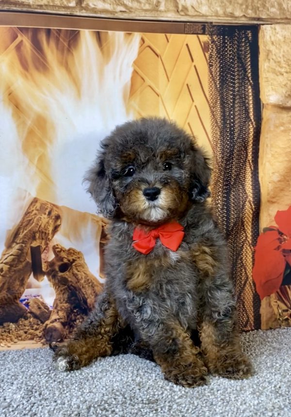 Photo of Mr. Mario the F1B Mini-Bernedoodle puppy