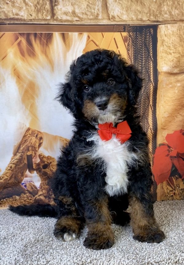 Mr. Max the F1B Mini-Bernedoodle puppy