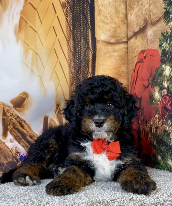 Photo of Mr. Max the F1B Mini-Bernedoodle puppy