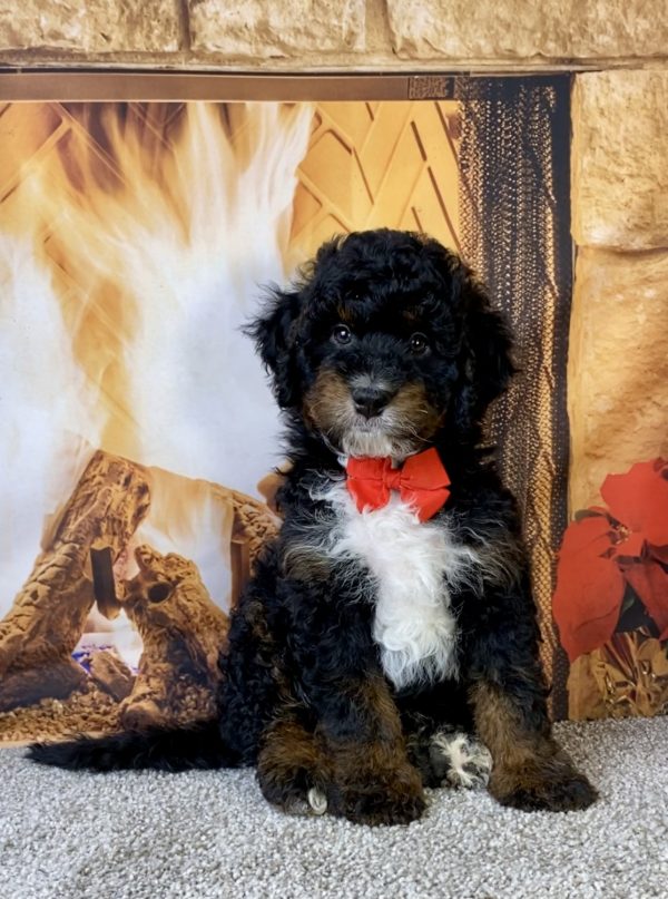 Photo of Mr. Max the F1B Mini-Bernedoodle puppy