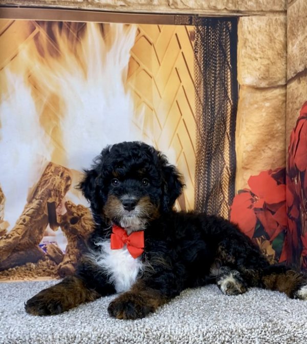 Photo of Mr. Max the F1B Mini-Bernedoodle puppy