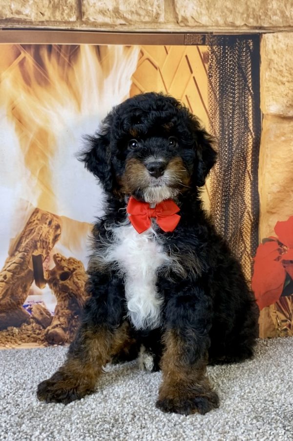 Photo of Mr. Max the F1B Mini-Bernedoodle puppy