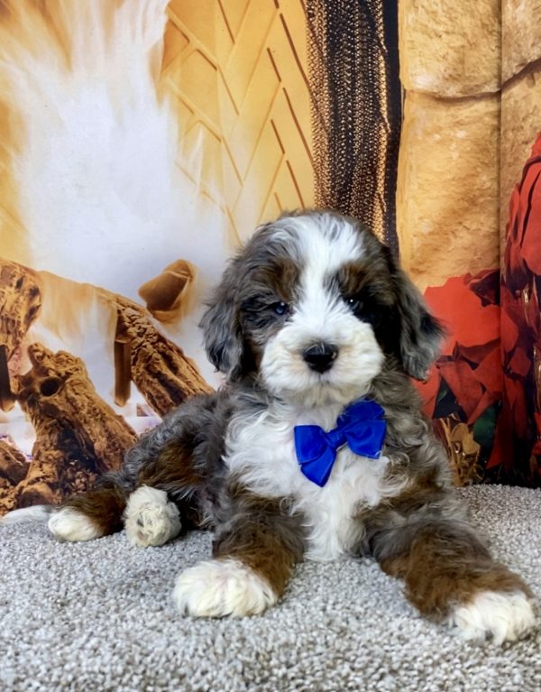 Photo of Mr. Milo the F1B Mini-Bernedoodle puppy