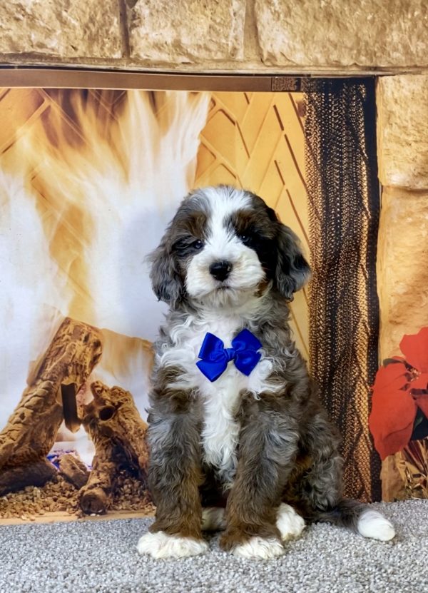 Photo of Mr. Milo the F1B Mini-Bernedoodle puppy
