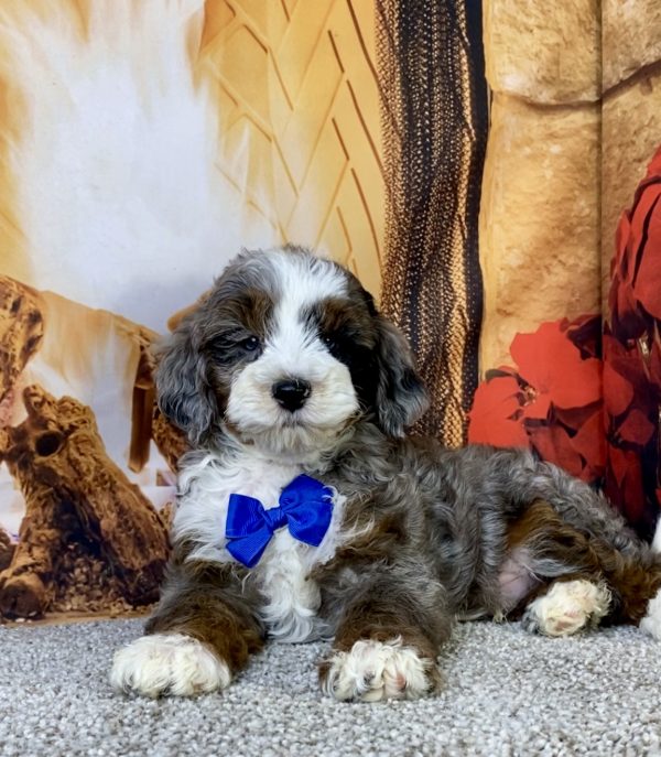 Photo of Mr. Milo the F1B Mini-Bernedoodle puppy