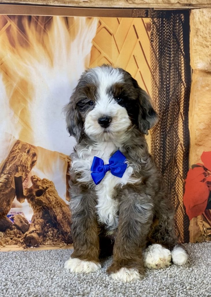 Photo of Mr. Milo the F1B Mini-Bernedoodle puppy