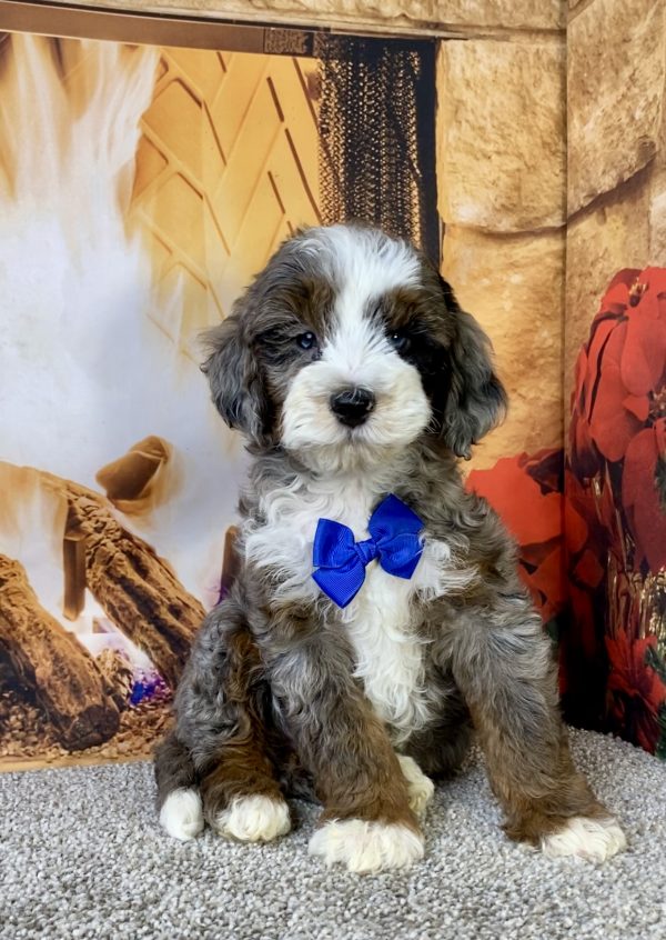 Photo of Mr. Milo the F1B Mini-Bernedoodle puppy
