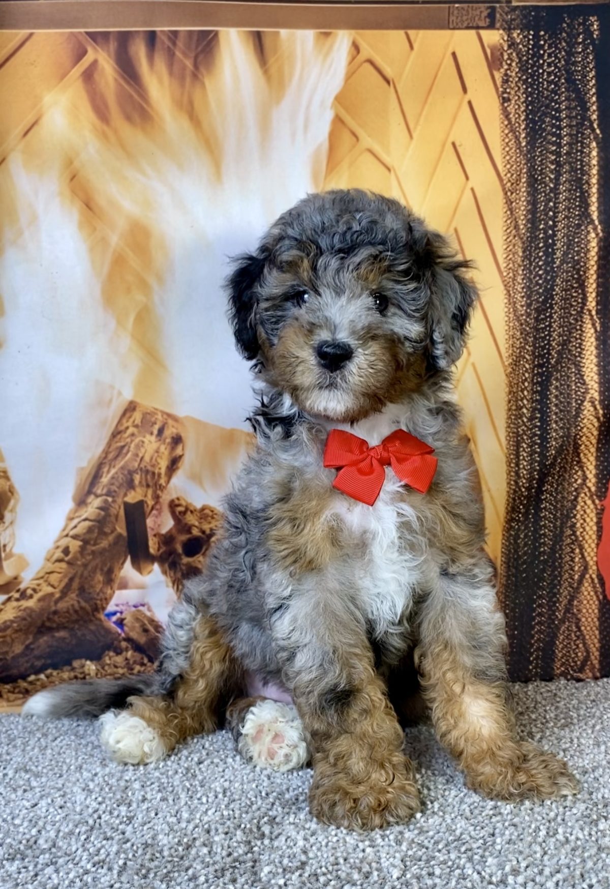 Mr. Moe The F1B Mini-Bernedoodle | The Bernedoodles