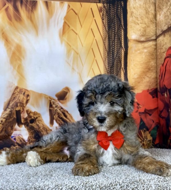 Photo of Mr. Moe the F1B Mini-Bernedoodle puppy