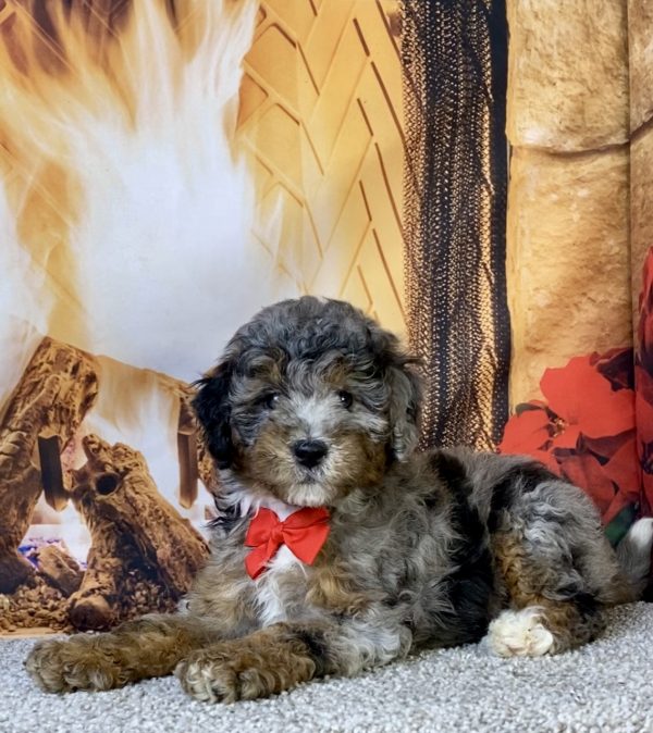Photo of Mr. Moe the F1B Mini-Bernedoodle puppy