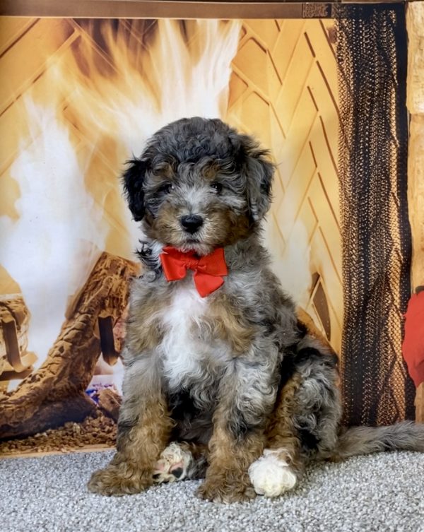 Photo of Mr. Moe the F1B Mini-Bernedoodle puppy