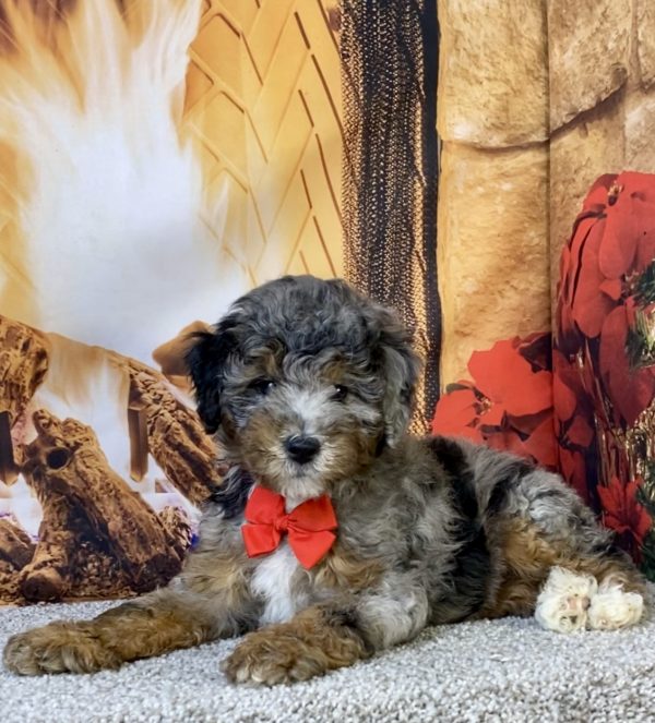 Photo of Mr. Moe the F1B Mini-Bernedoodle puppy