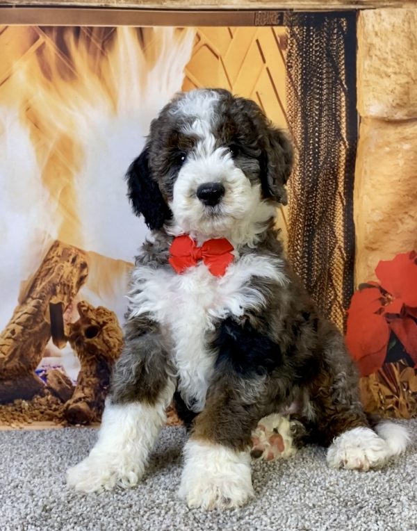 Mr. Monty  the F1B Mini-Bernedoodle puppy
