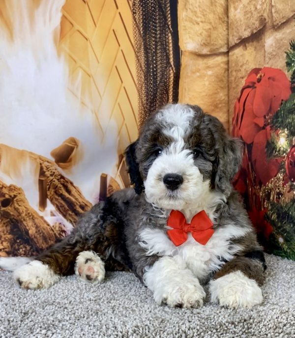 Photo of Mr. Monty the F1B Mini-Bernedoodle puppy
