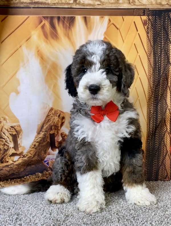 Photo of Mr. Monty the F1B Mini-Bernedoodle puppy