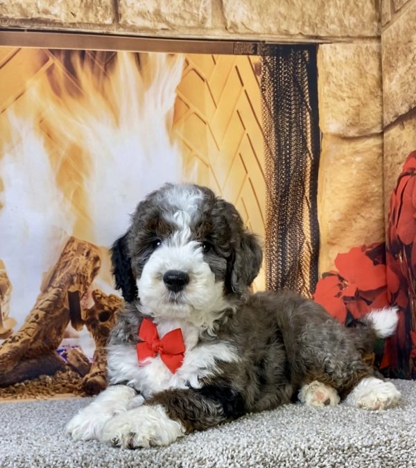 Photo of Mr. Monty the F1B Mini-Bernedoodle puppy