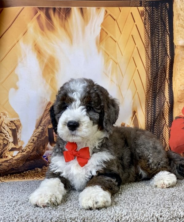 Photo of Mr. Monty the F1B Mini-Bernedoodle puppy