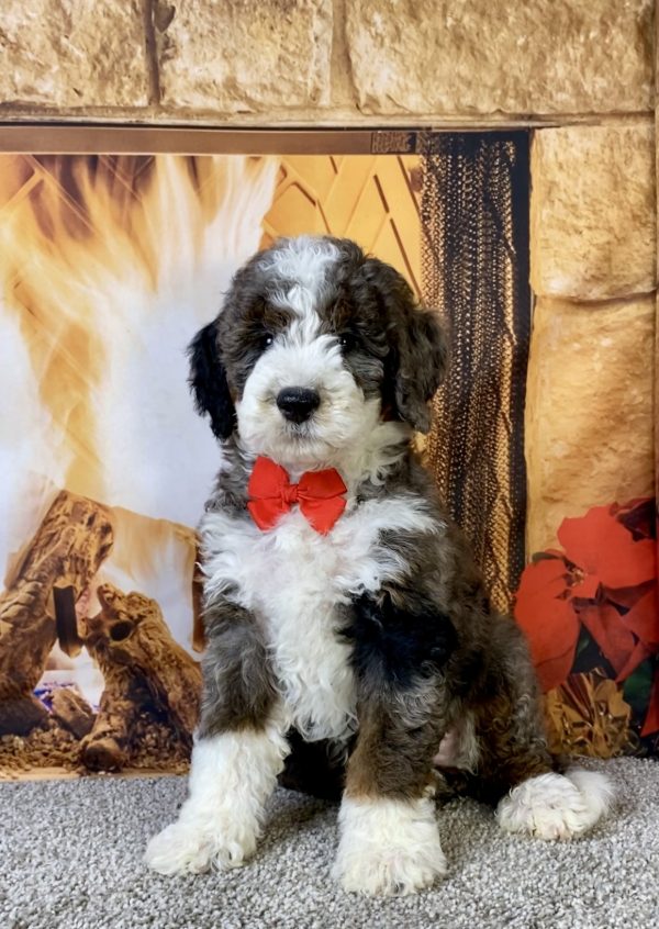 Photo of Mr. Monty the F1B Mini-Bernedoodle puppy