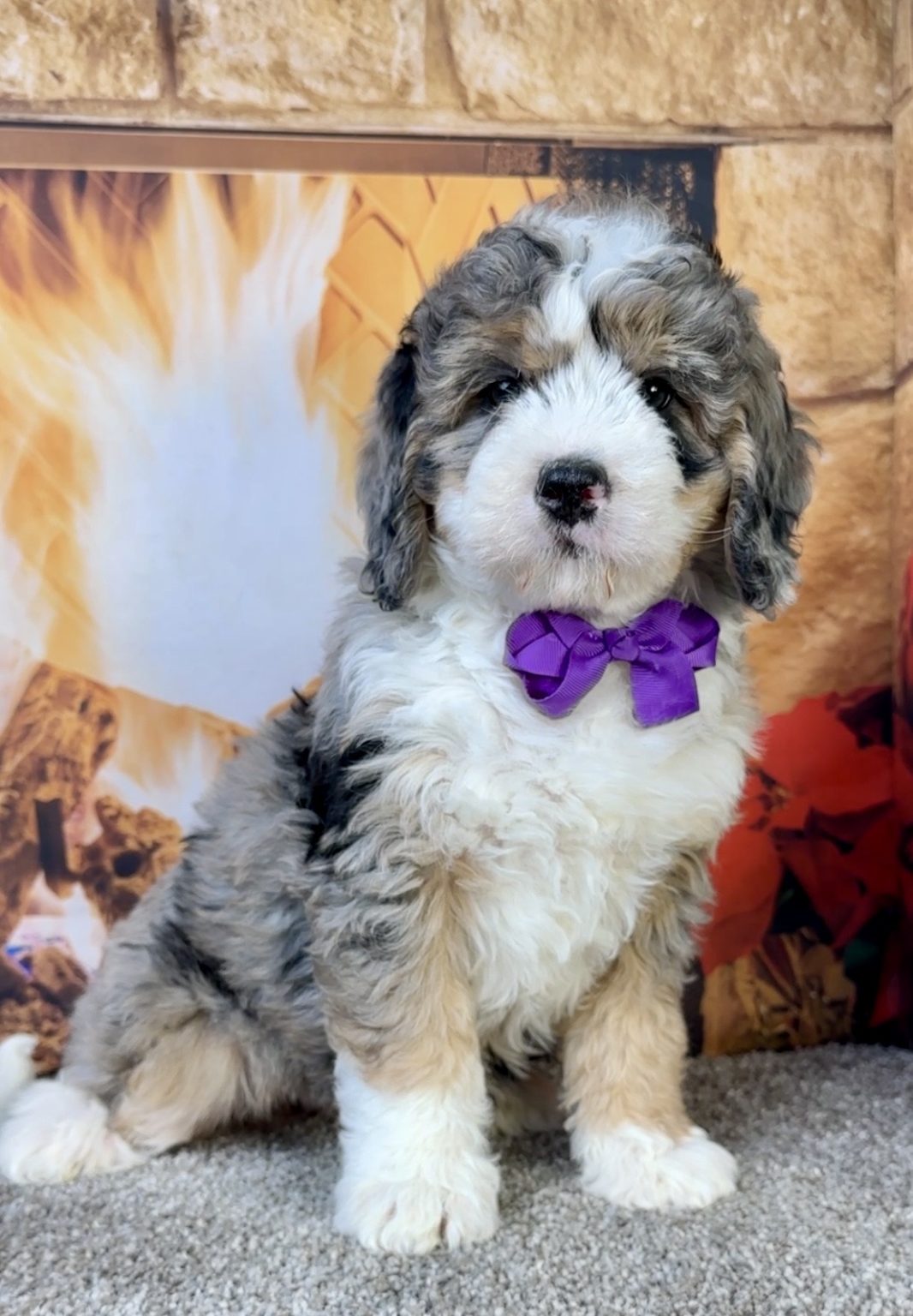 Photo of Ms. Faith the Mini-Bernedoodle puppy
