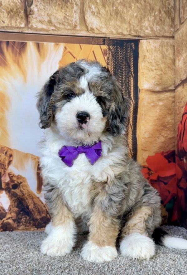 Photo of Ms. Faith the Mini-Bernedoodle puppy